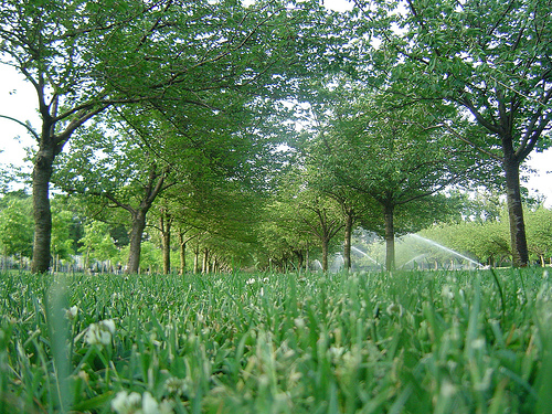 Trees in the Bklyn Botanic Garden