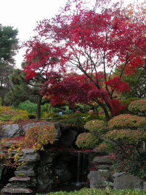 bbg_jpnredtree.jpg